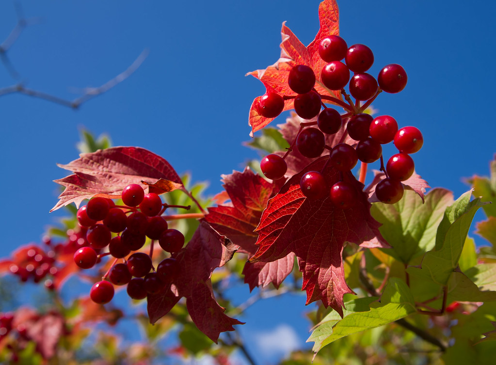 Viburnum