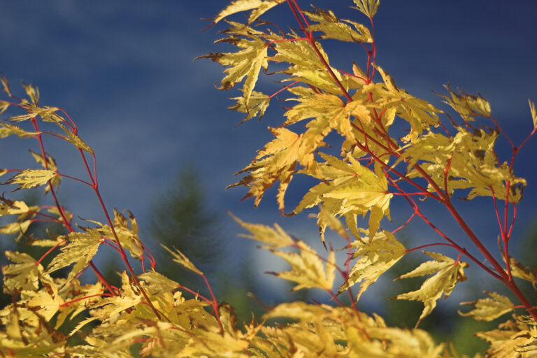 Maple Tree Bark Care: Identifying and Treating Common Diseases