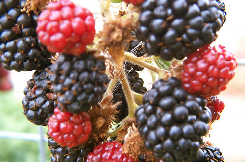 Boysenberry: The Delicious Hybrid Berry for Your Garden