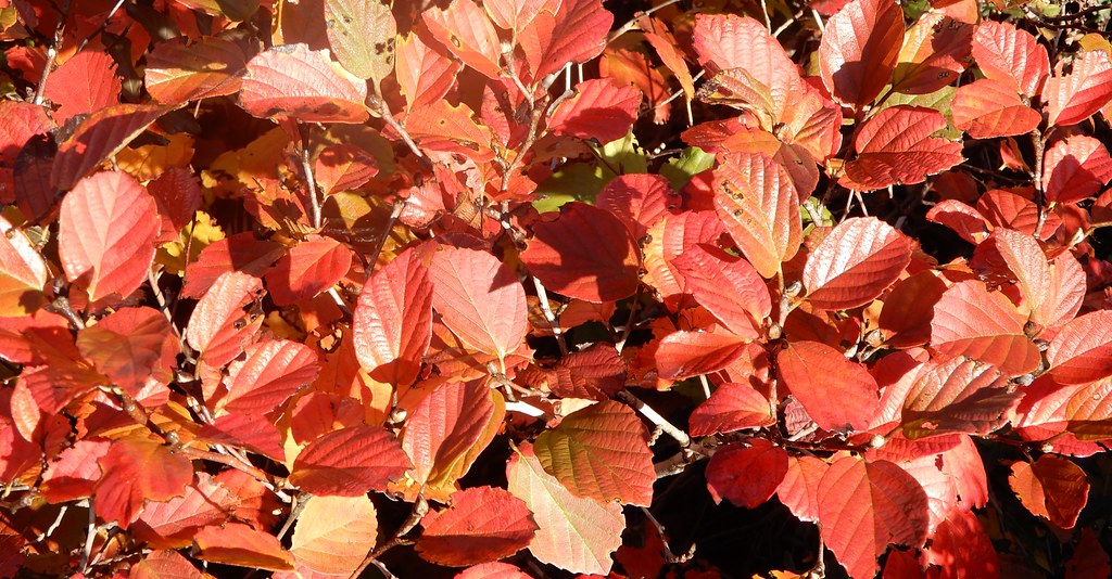 Fothergilla 