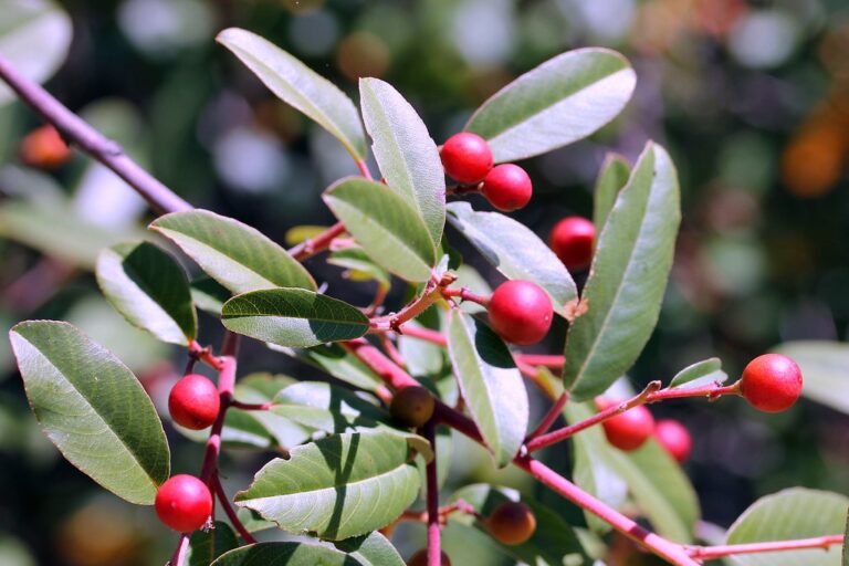 How to Grow California Coffeeberry: A Comprehensive Guide