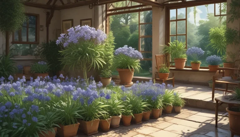 Ultimate Guide to Agapanthus Plant Care in Winter