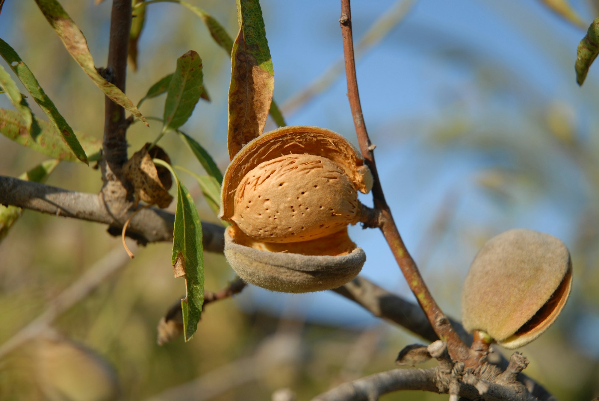 Almond on tree, ripe and ready to harvest.