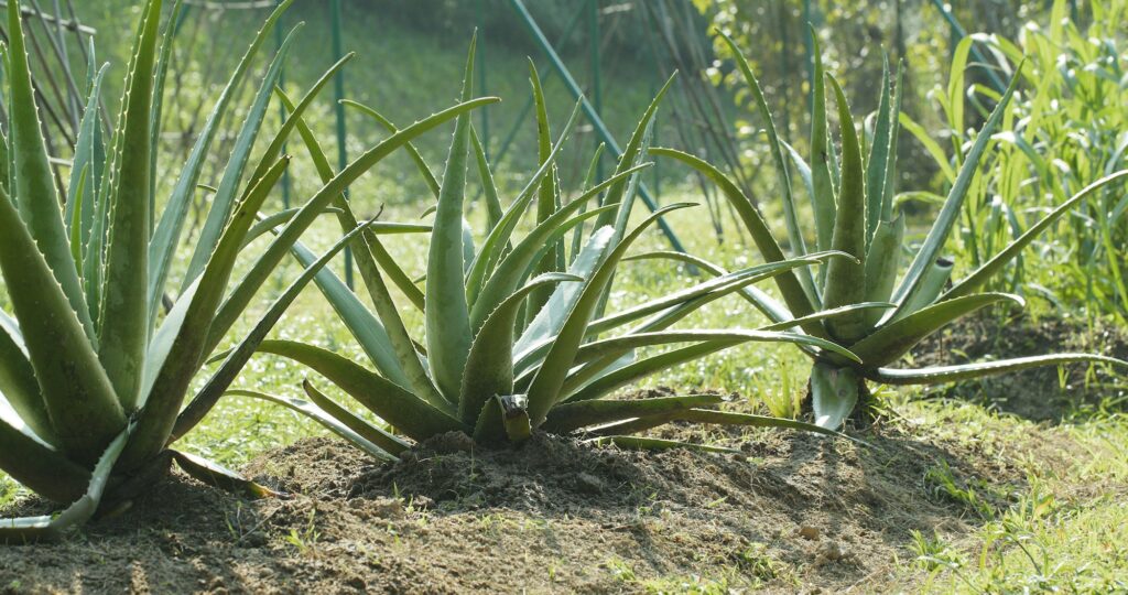 Aloe vera plant field