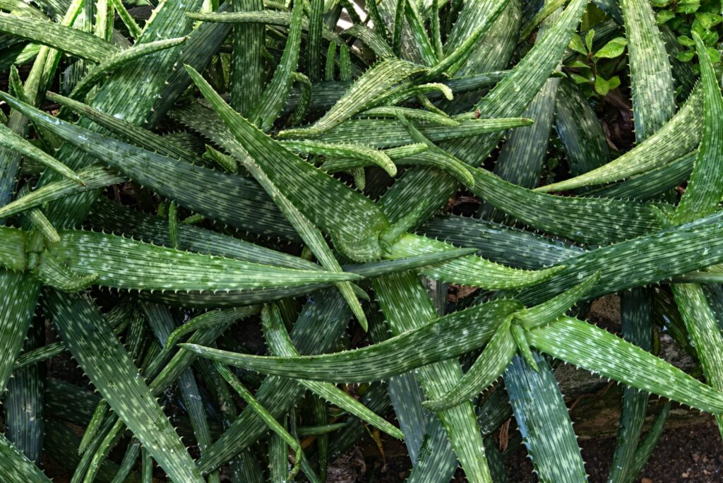 Aloe vera plant outdoor