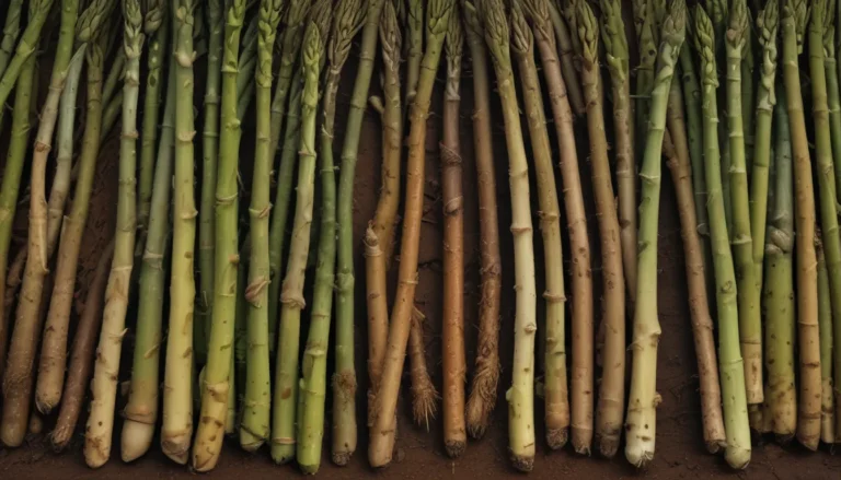 A Comprehensive Guide to Asparagus Rust: Symptoms, Treatments, and Prevention