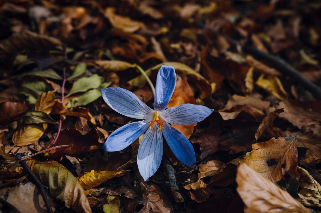 Autumn Crocus Crocus pallasii and Crocus speciosus on the background of autumn leaves