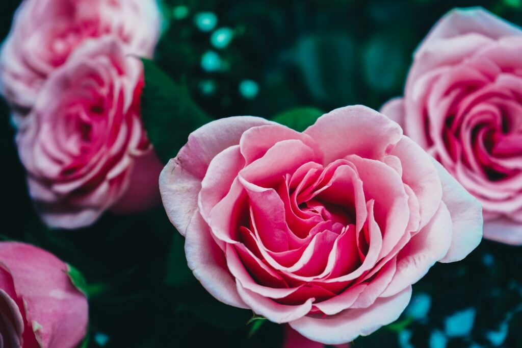 Beautiful bouquet of pink roses