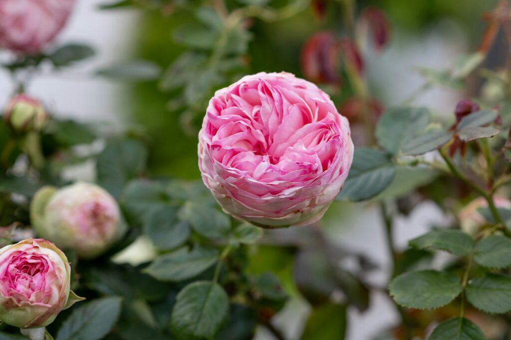 Beautiful english rose of David Austin. Summer in garden.