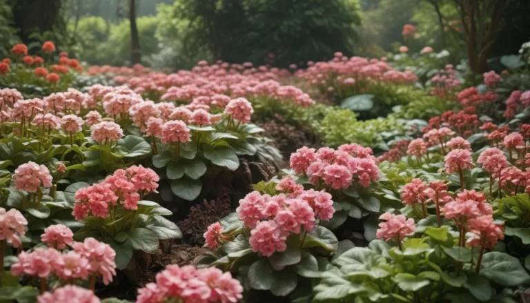 The Ultimate Guide to Growing Bergenia: Top 25 Varieties for Your Garden