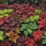 best coleus varieties 39b90b0d