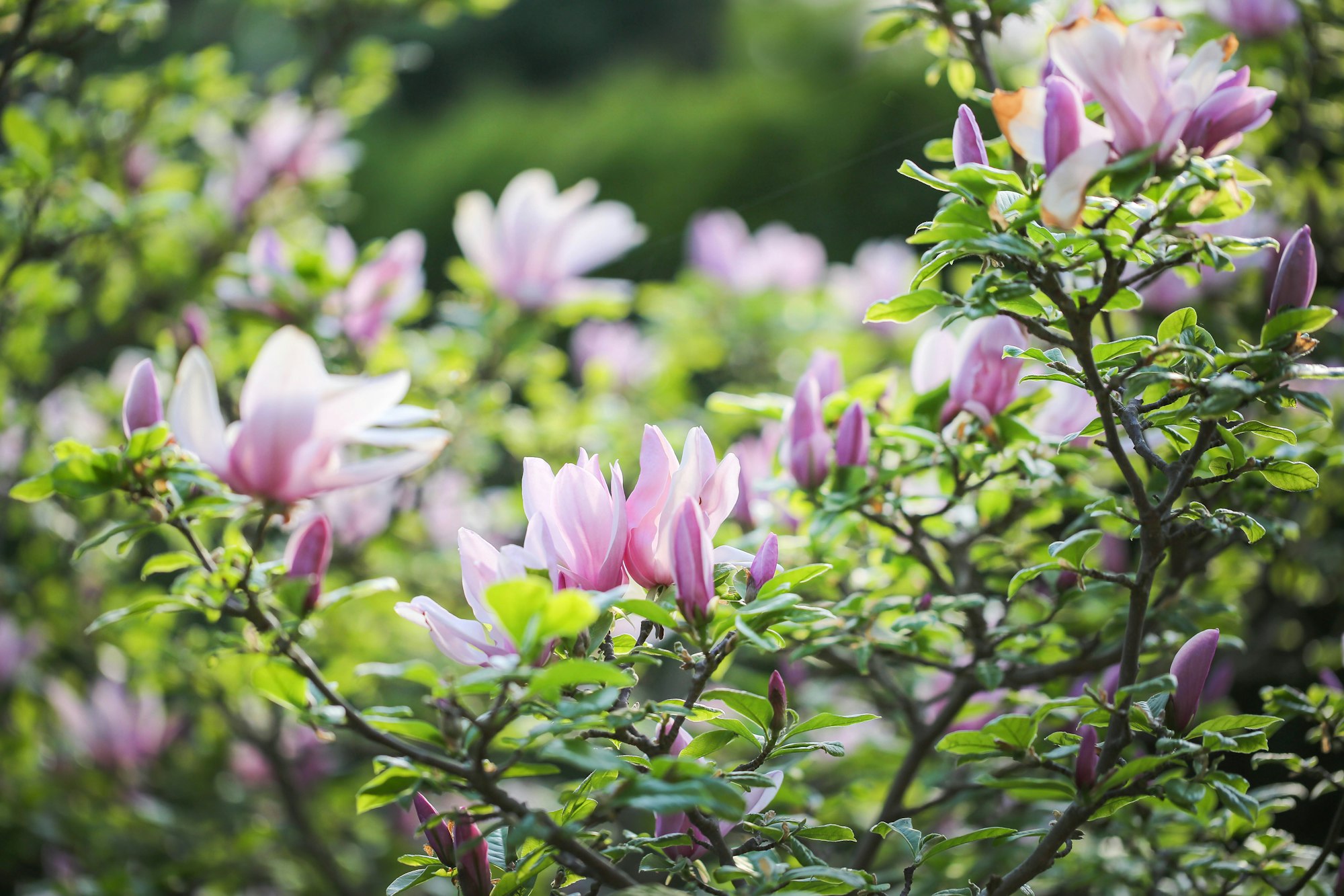 Blossoming magnolia tree