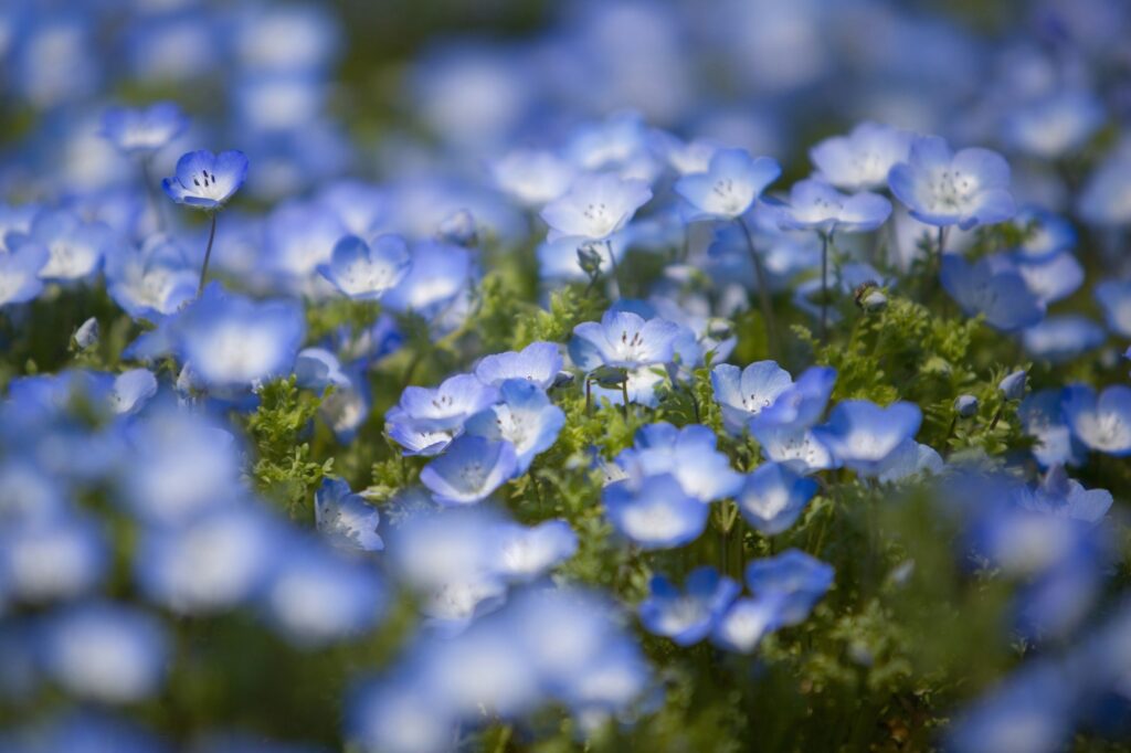 Close up of carpet of Baby Blue Eyes, Nemophila Insignis.