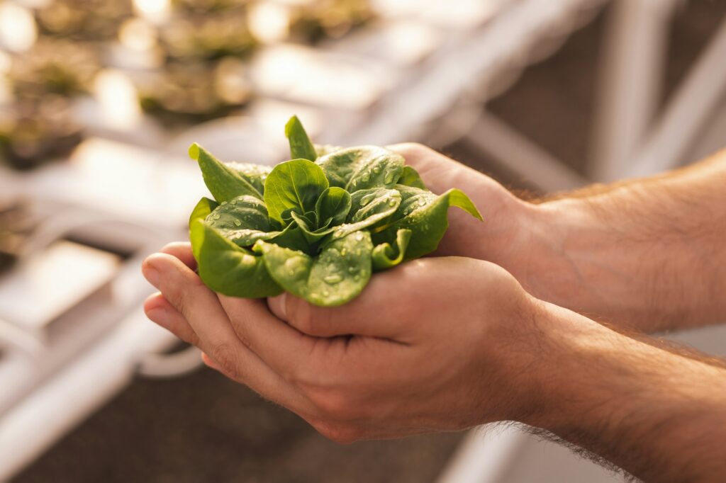 Crop gardener with fresh lettuce