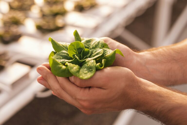 Pro Tips for Preventing Lettuce from Bolting