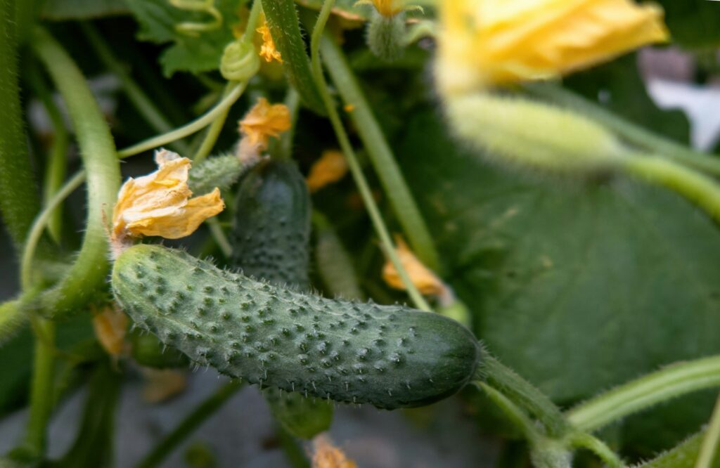 Cucumber plant growing in greenhouse. Pickle