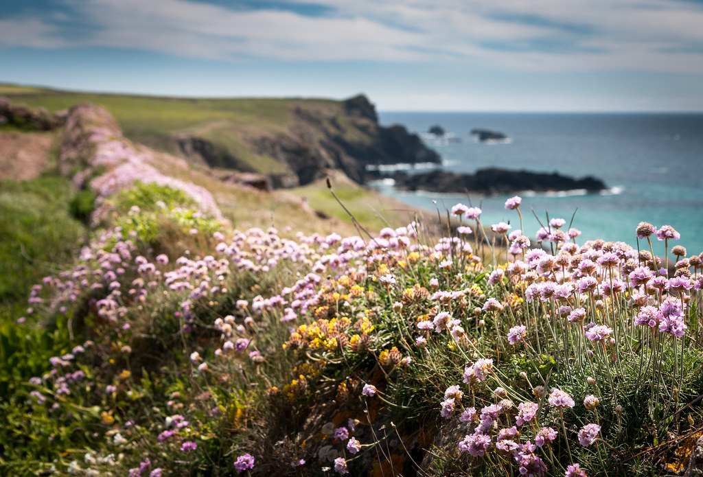 Wild Chives