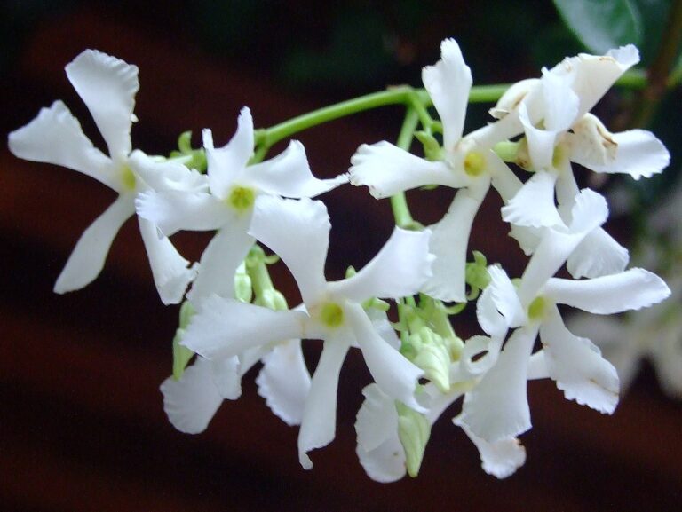 Growing Star Jasmine: A Complete Guide to Cultivating a Beautiful Ground Cover