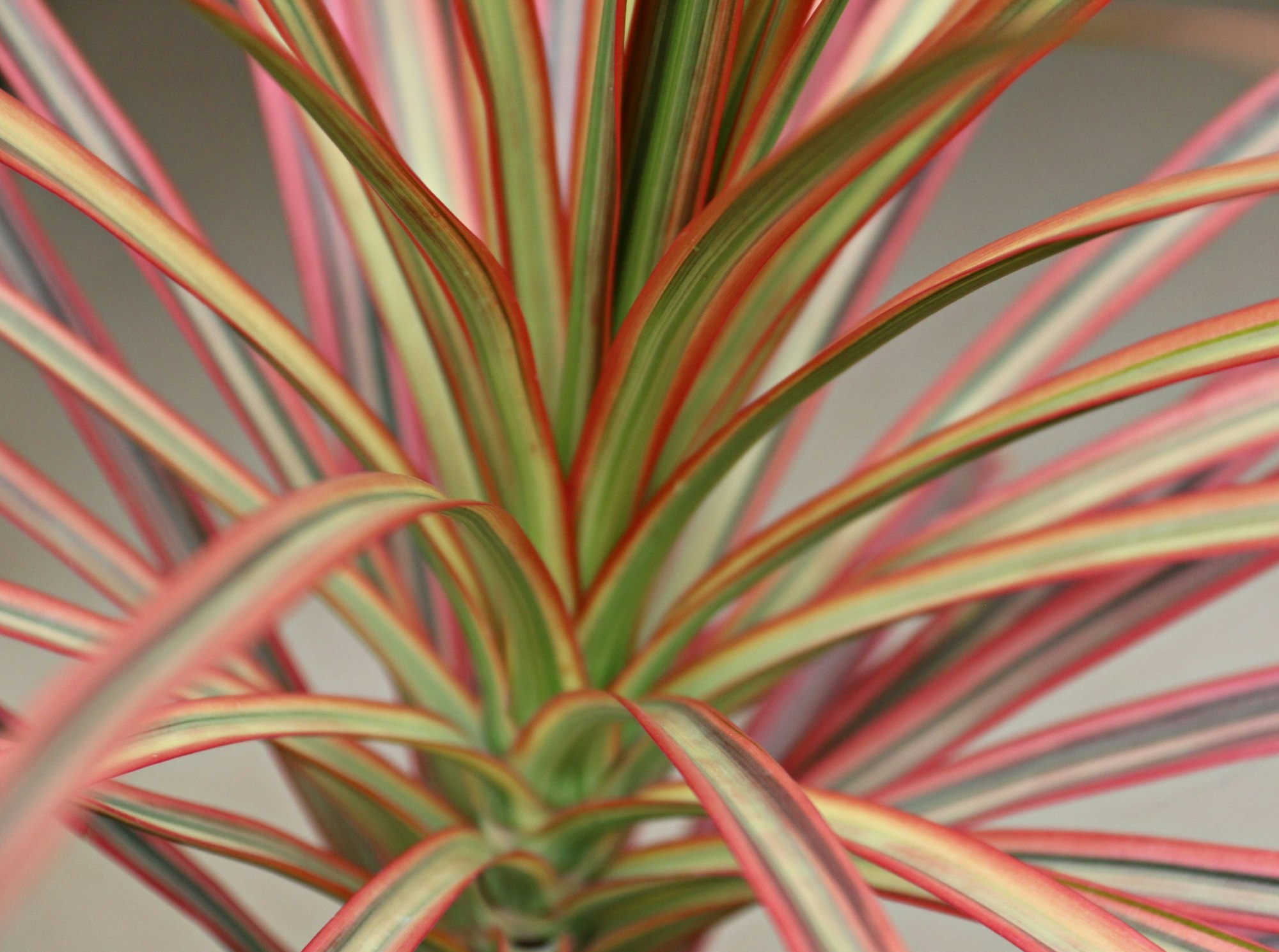 Dracaena Colorama red background