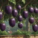 eggplant spacing c540f410 1