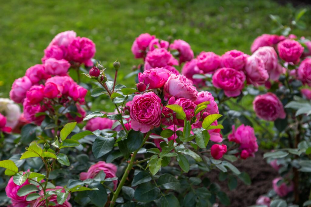 English rose David Austin blooms on a Bush in the summer in the garden