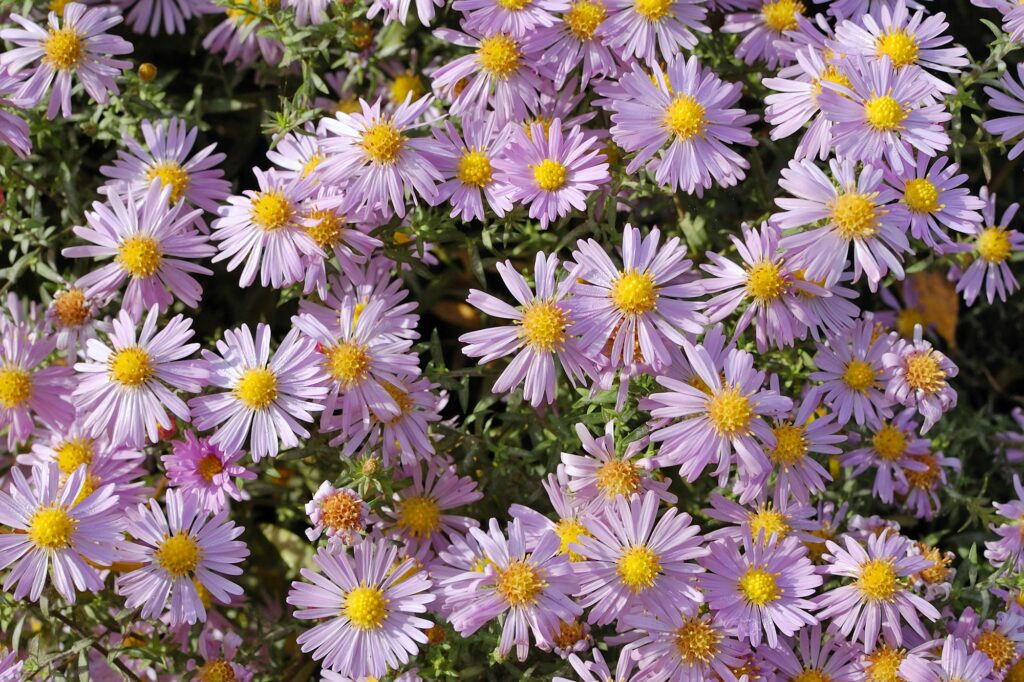 Flowers asters