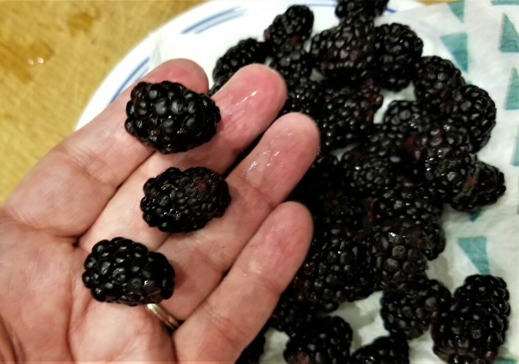 Fresh Picked Boysenberries! Hand Picked Fresh Berries!