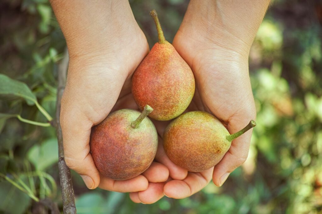 Freshly harvested pears in hands