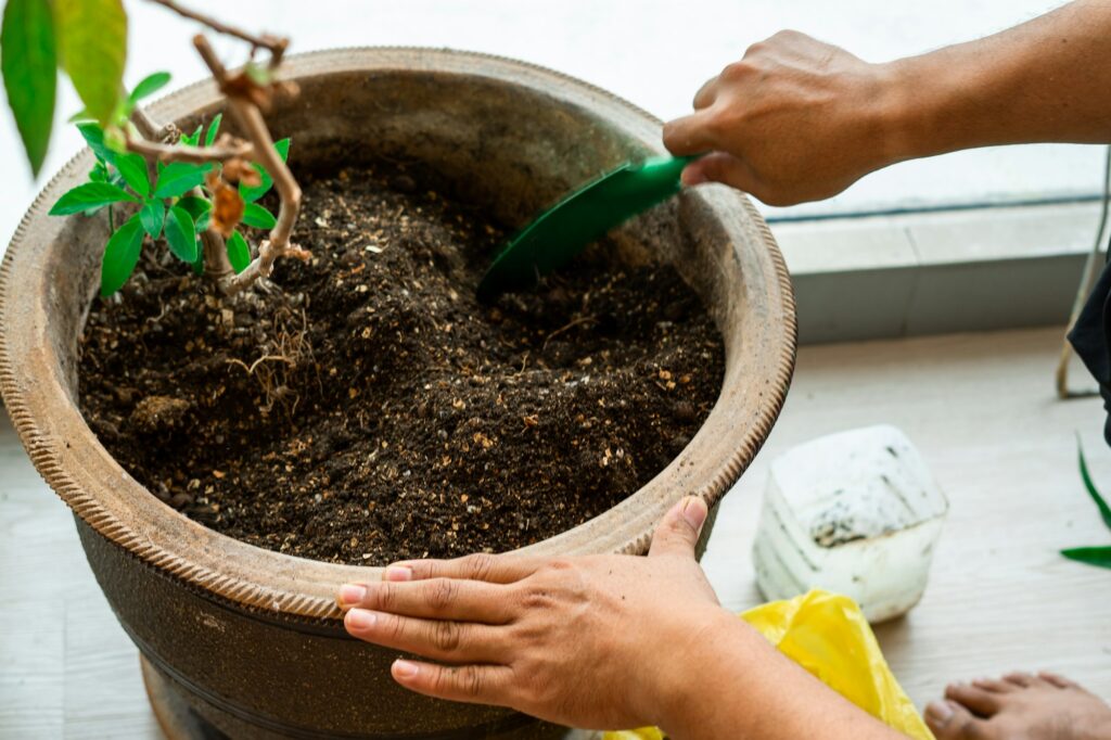 Gardening at home in a large pot full of soil.