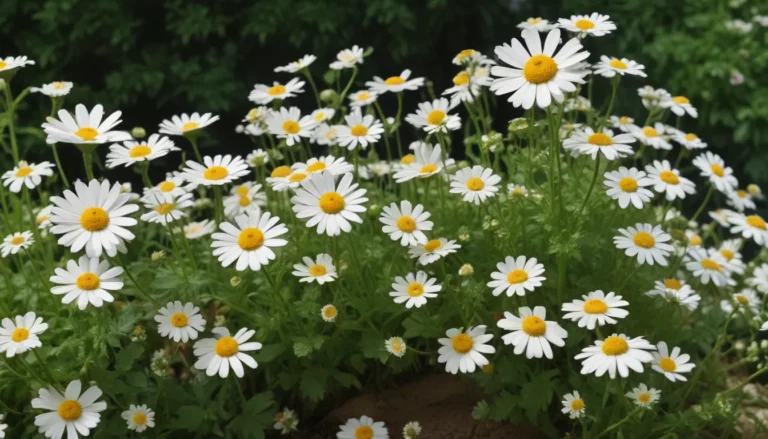 How to Successfully Grow Feverfew: A Medicinal and Aesthetically Pleasing Addition to Your Garden