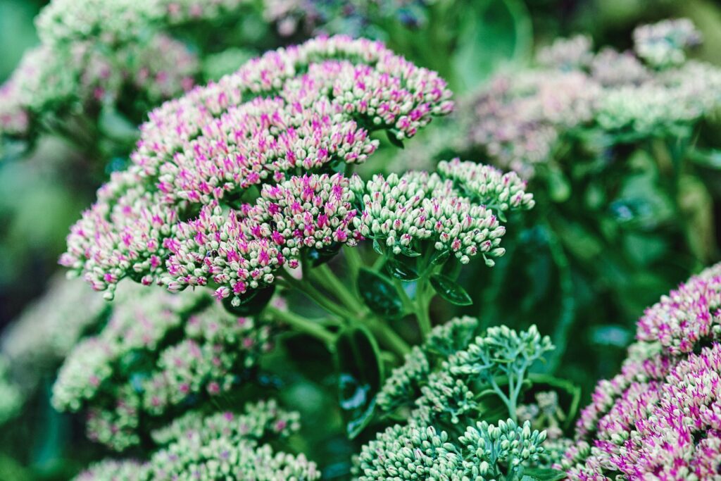 Hylotelephium spectabile Sedum spectabile flowering stonecrop plant native to China and Korea