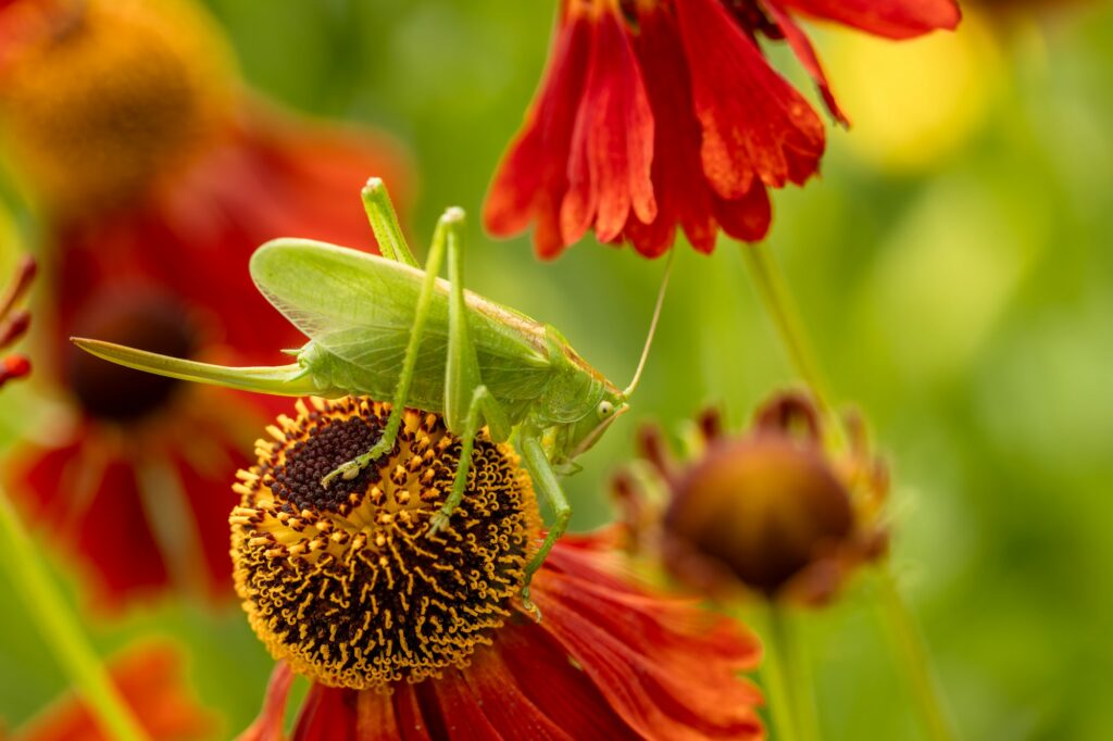 Large green grasshopper on red helenium flowers in the garden