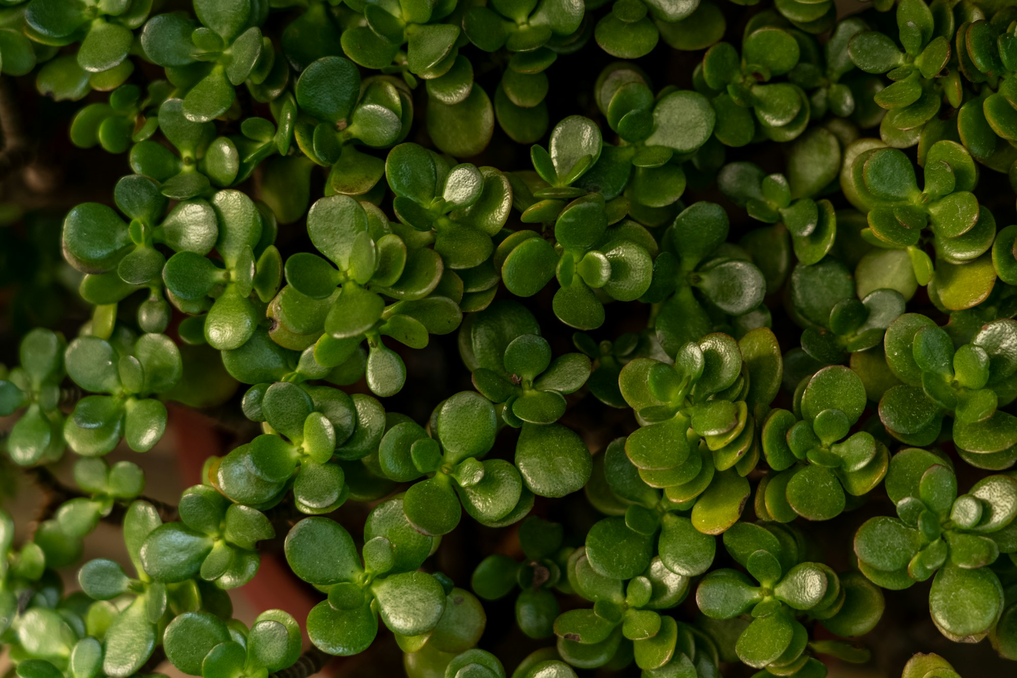 Many Crassula ovata. Perfect green background