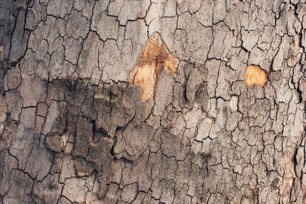 Maple tree bark crust