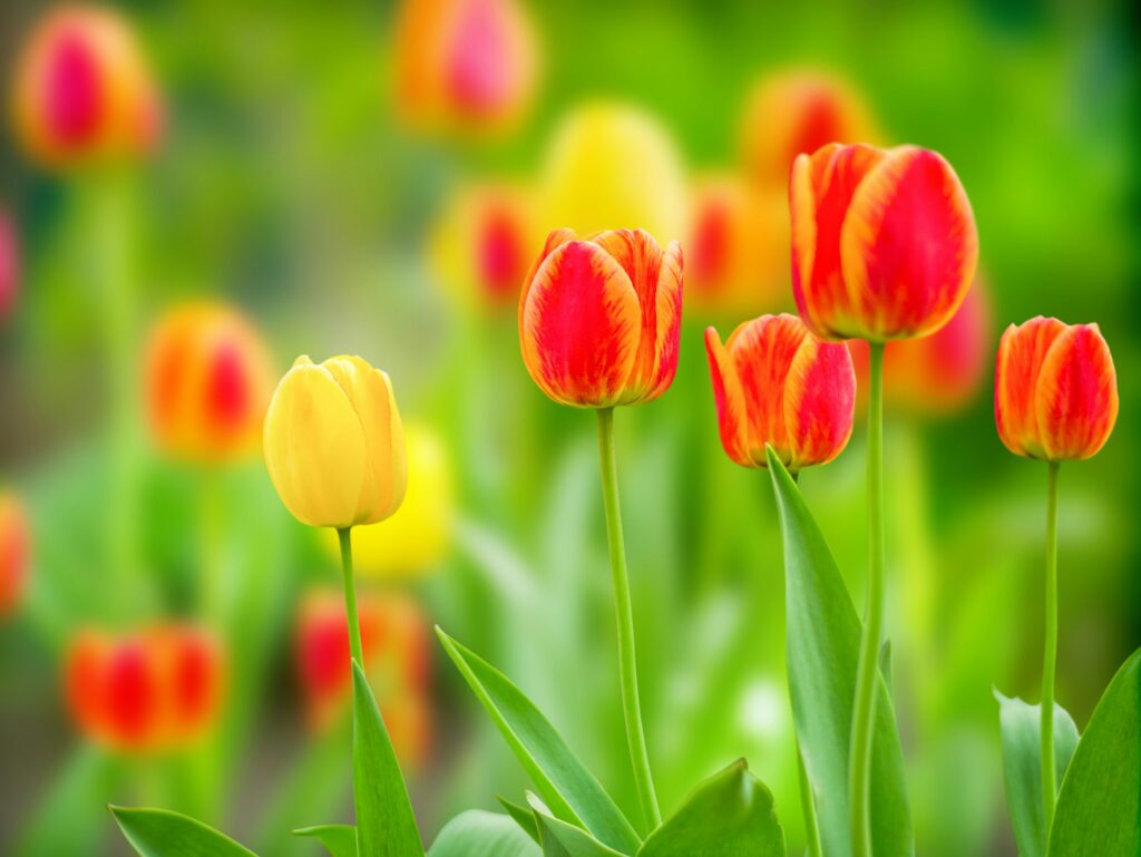 Natural green background with blooming tulips natural light