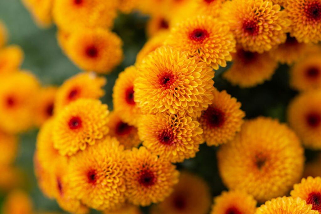 Orange chrysanthemums close-up in the garden.