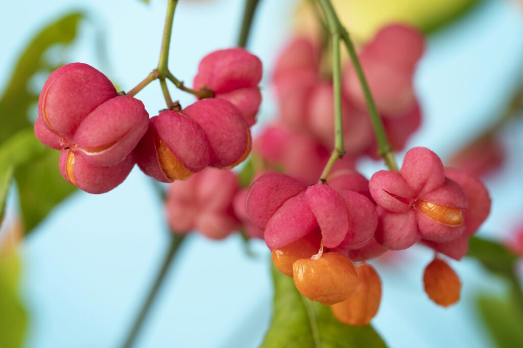 Pink Flower and orange berries from the Euonymus plant