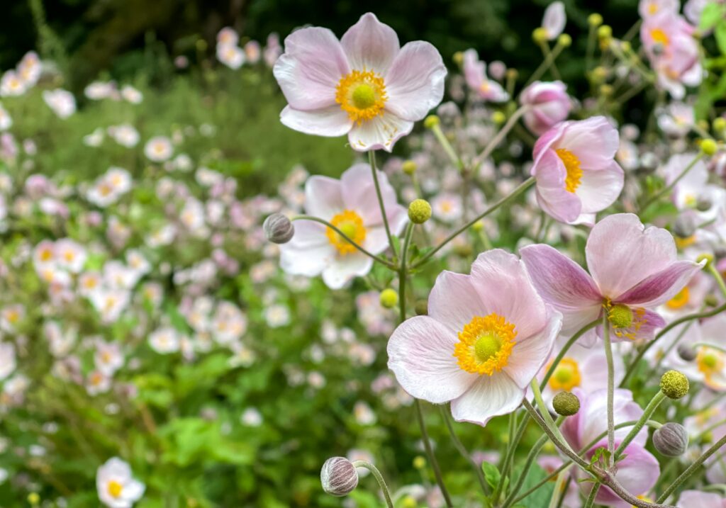 Pink flowers of Japanese anemon