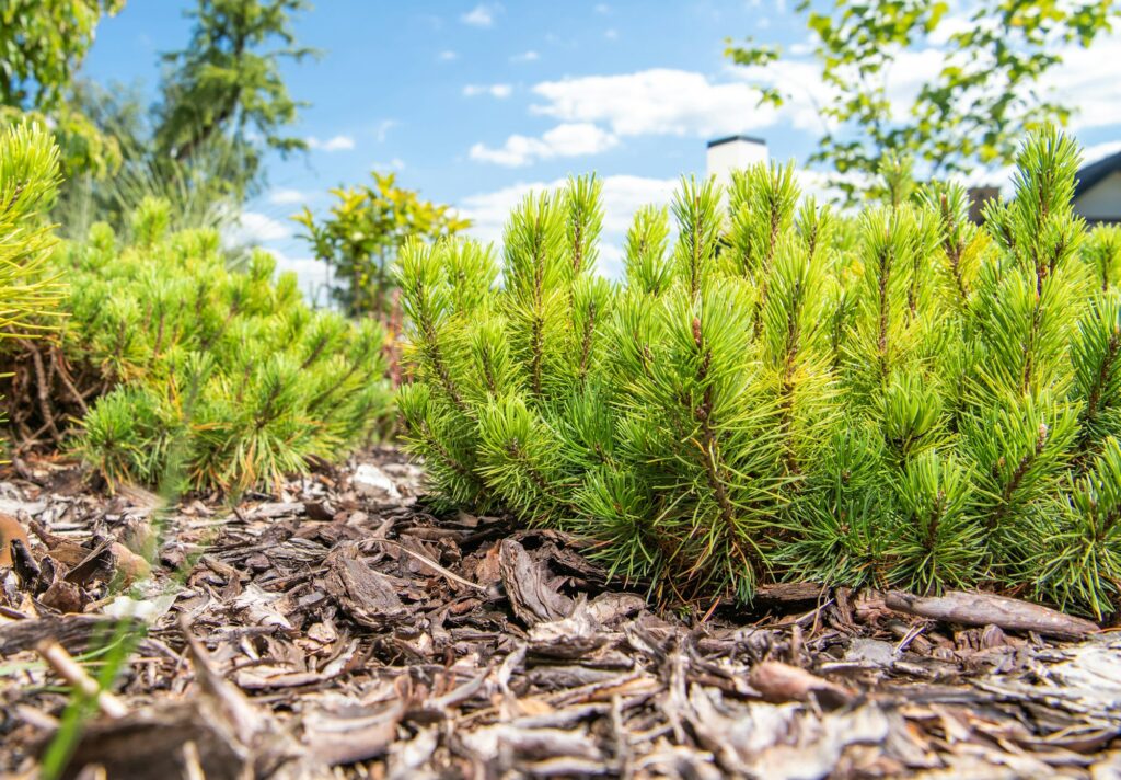 Pinus Mugo Dwarf Mountain Pine in a Garden