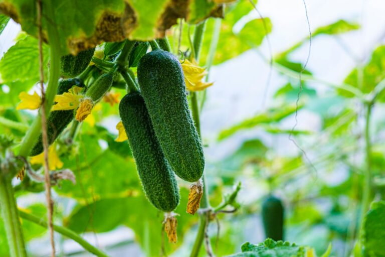 Exploring the World of Cucumber Plants: A Complete Guide