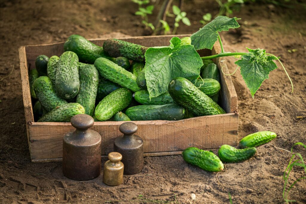 Rustic garden in summer afternoon. Fresh cucumbers in wooden box.