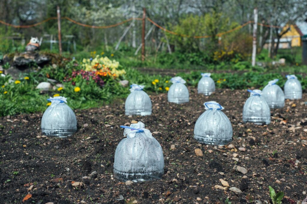 Seedlings in the ground are covered with large plastic bottles, a homemade mini-greenhouse.