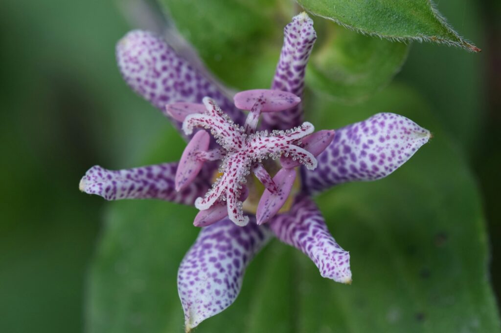 Selective focus shot of a japanese toad lily (Tricyrtis hirta) in a garden