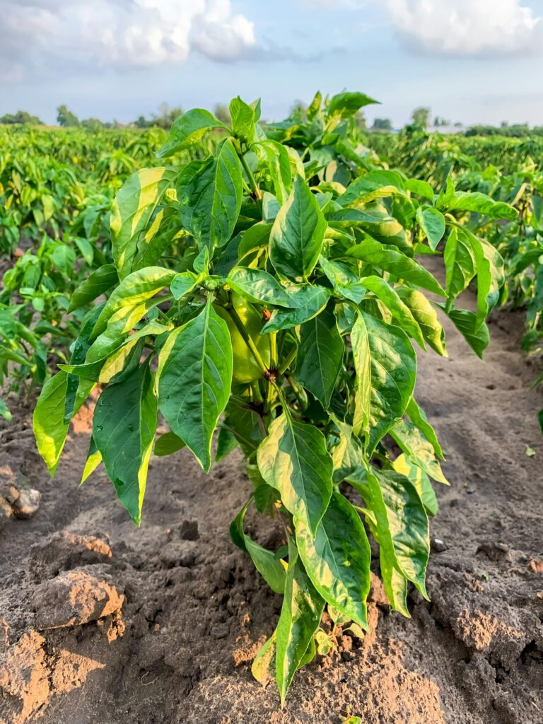 The pepper bush growing in the field.