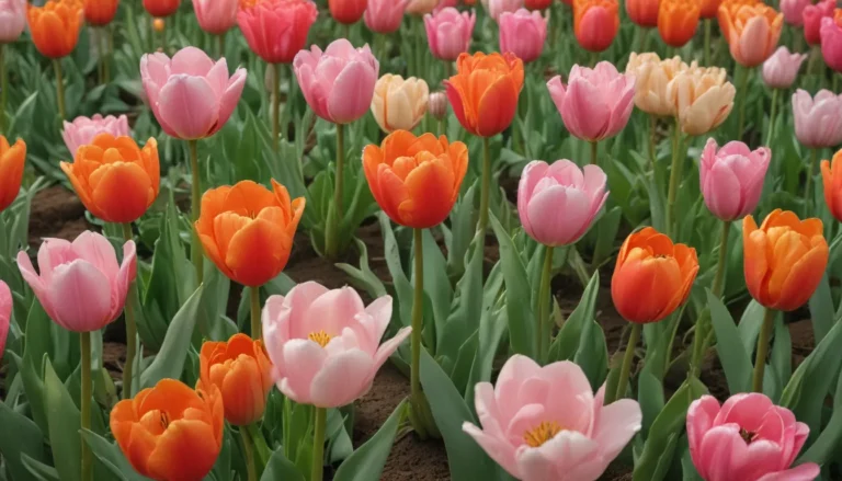 Tips for Successfully Growing Tulips in Warmer Climates