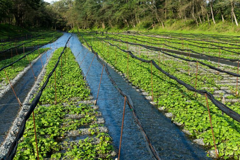 How to Grow and Enjoy Fresh Wasabi: A Comprehensive Guide