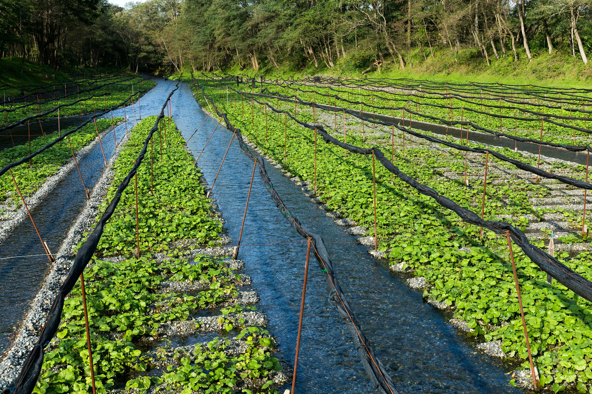 Wasabi plant in field