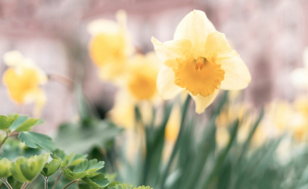 yellow daffodil flower in spring