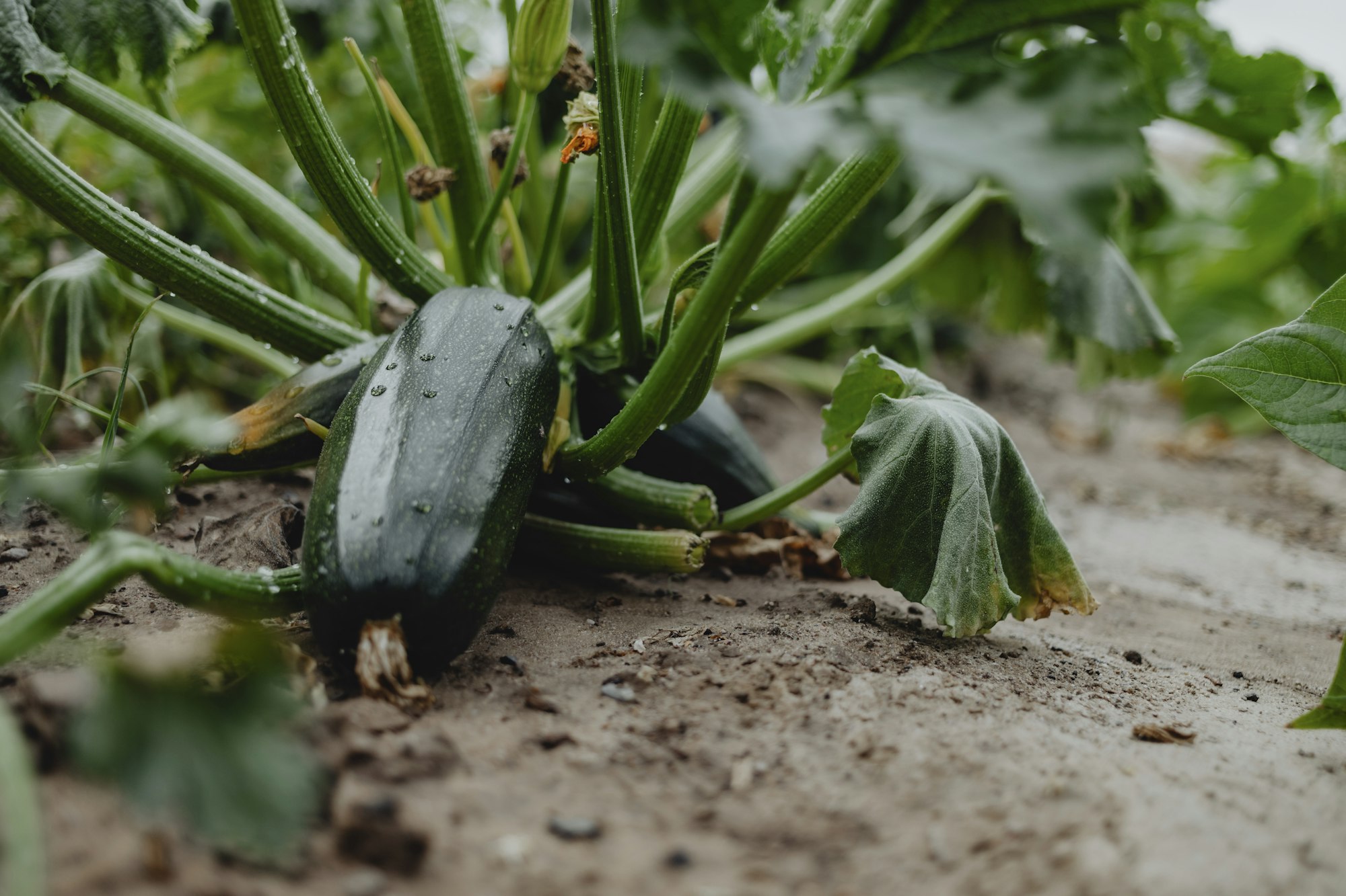 Zucchini in the field